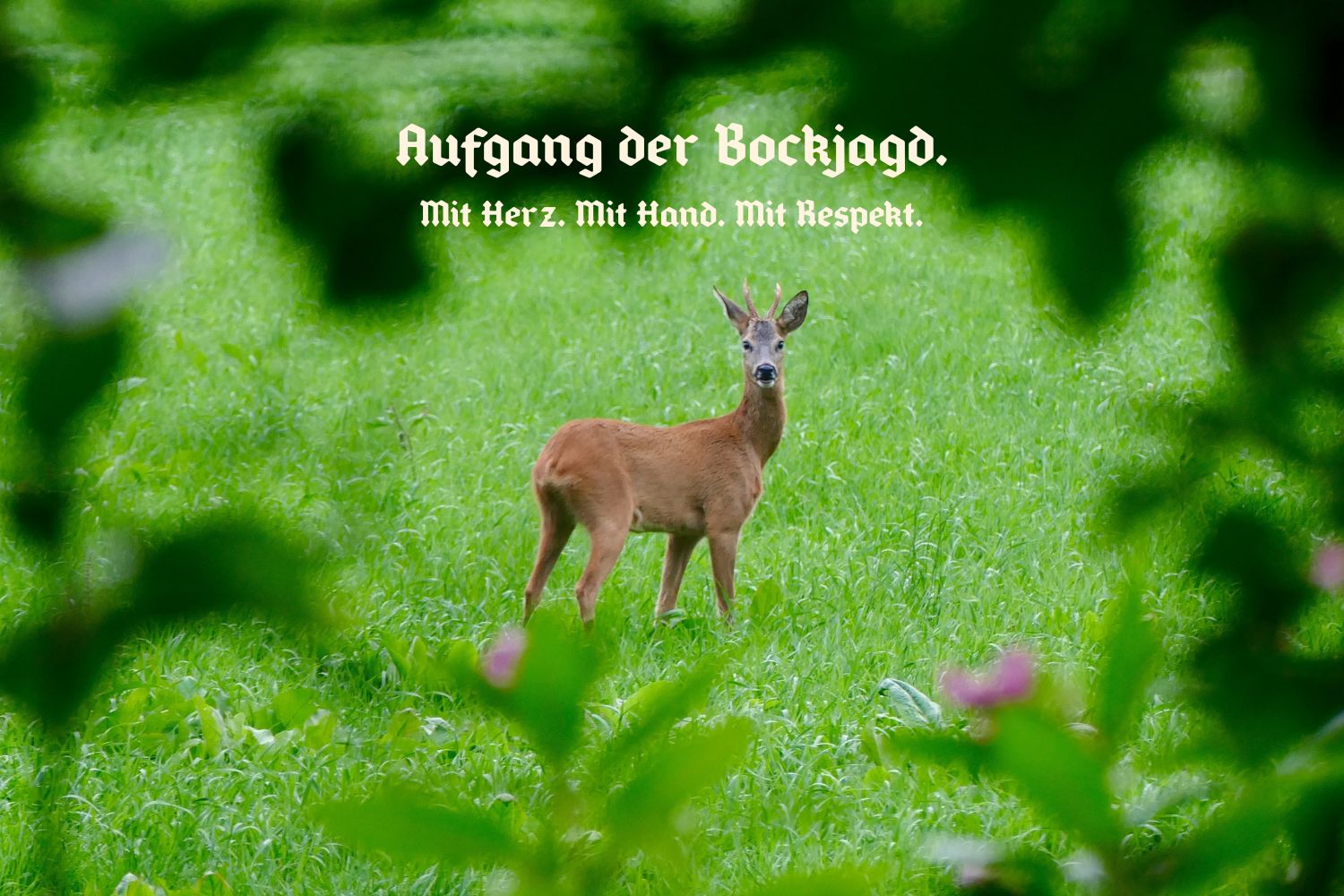 Rehbock auf einer Maiwiese